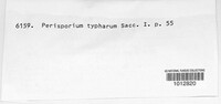 Preussia typharum image